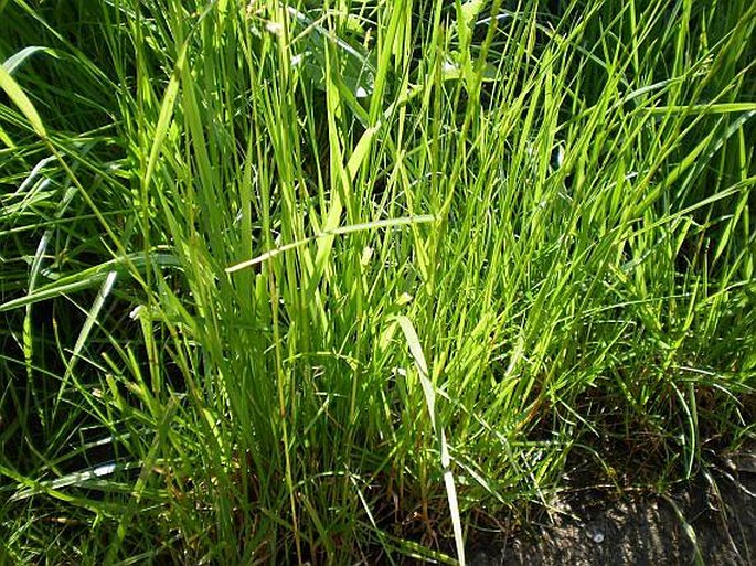 Festuca pratensis