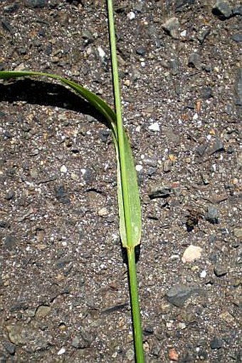 Festuca pratensis