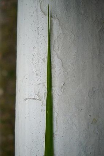 Festuca pratensis