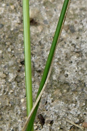 Festuca rubra