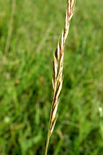 Festuca rupicola