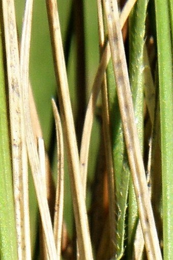 Festuca rupicola