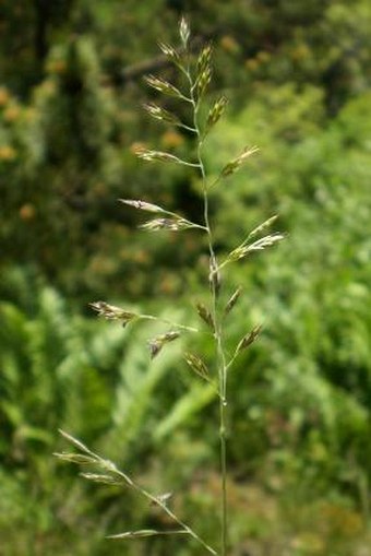 Festuca rupicola