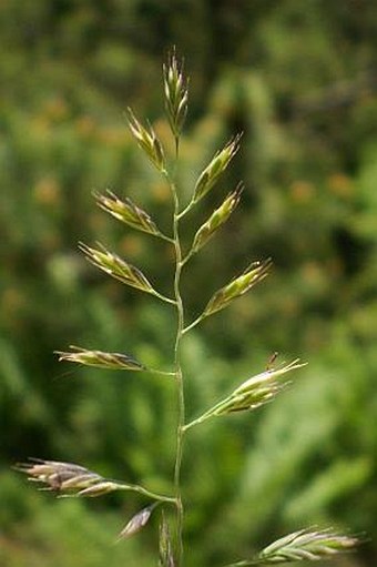 Festuca rupicola