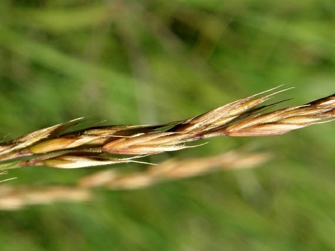 FESTUCA RUPICOLA Heuff. – kostřava žlábkovitá / kostrava žliabkatá