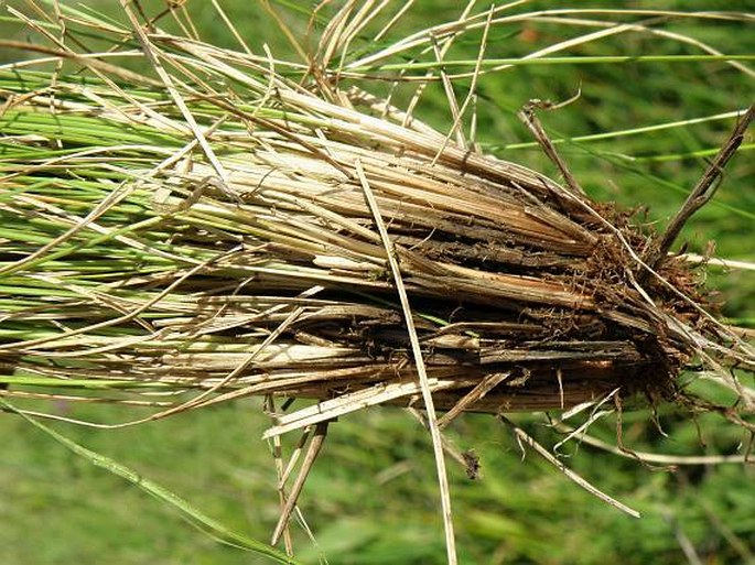 Festuca rupicola