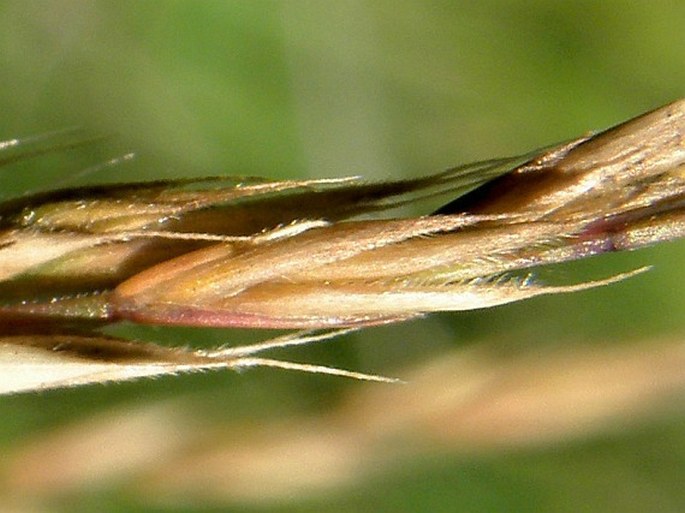 Festuca rupicola