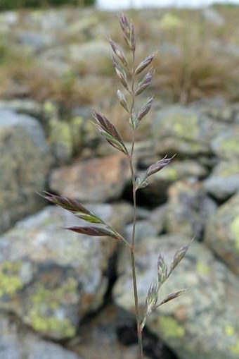 Festuca supina