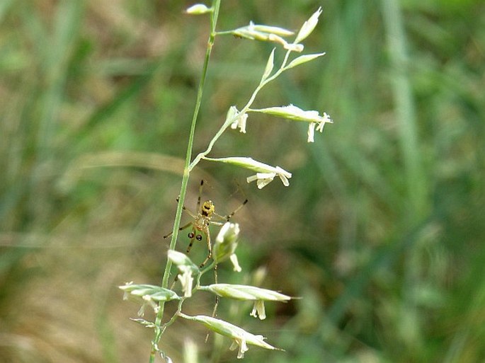 FESTUCA VALESIACA Schleich. ex Gaudin – kostřava walliská / kostrava valeská