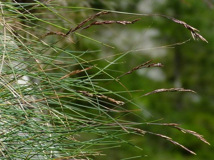 Festuca versicolor