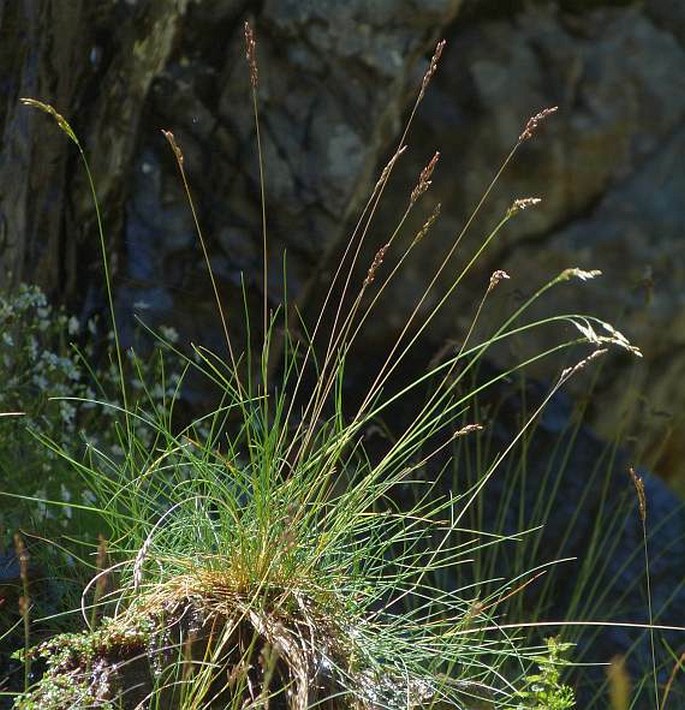 FESTUCA VERSICOLOR Tausch – kostřava peřestá / kostrava pestrá