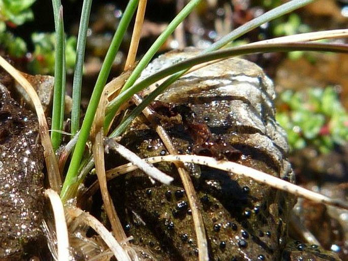 Festuca versicolor