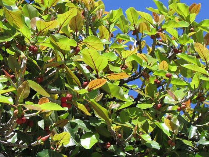 FICUS BENGHALENSIS L. - fíkovník bengálský / figovník