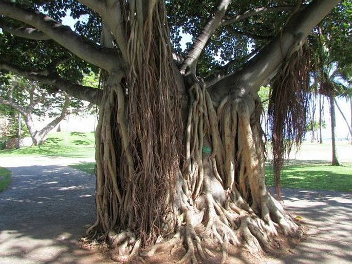 Ficus benghalensis