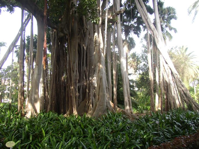 Ficus macrophylla subsp. columnaris