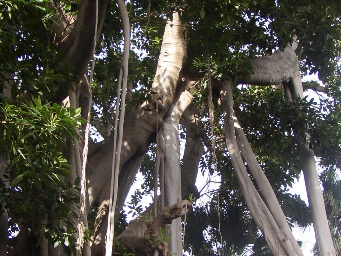 Ficus macrophylla subsp. columnaris