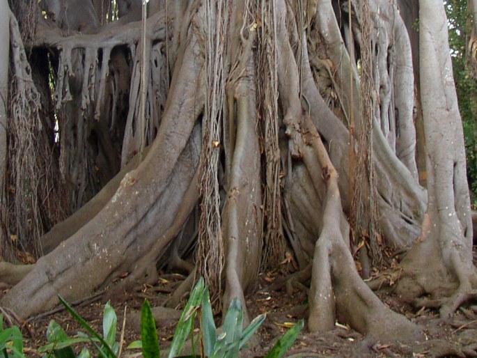 Ficus macrophylla subsp. columnaris