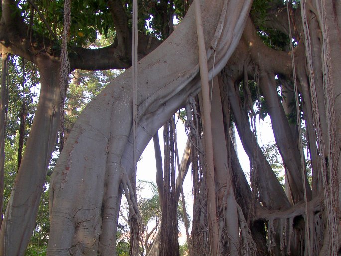 Ficus macrophylla subsp. columnaris