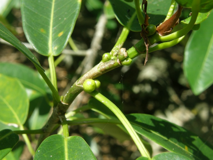 Ficus reflexa subsp. sechellensis