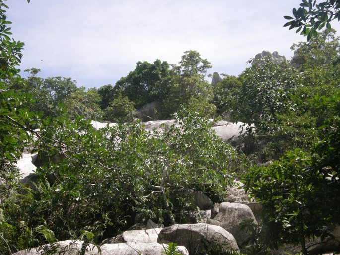 Ficus reflexa subsp. sechellensis