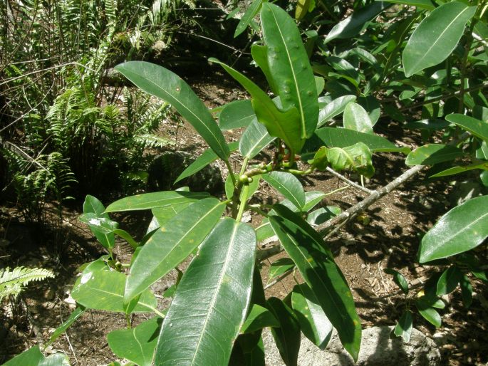 Ficus reflexa subsp. sechellensis