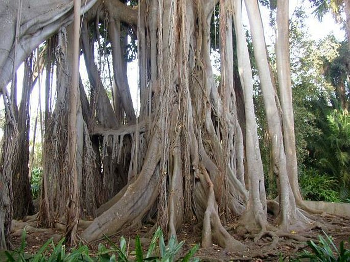 Ficus macrophylla subsp. columnaris