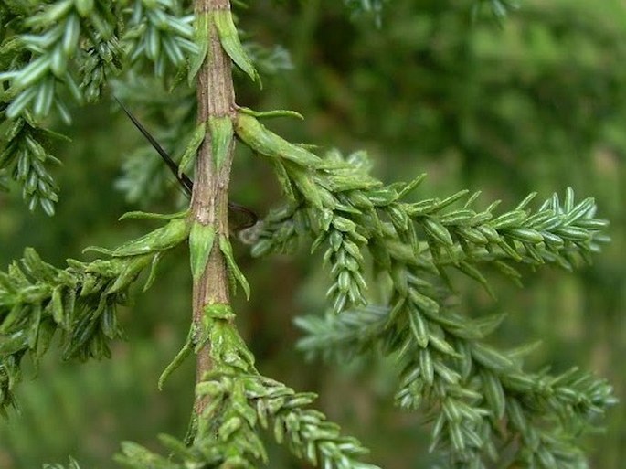 Fitzroya cupressoides