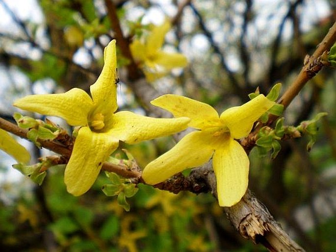 FORSYTHIA SUSPENSA (Thunb.) Vahl – zlatice převislá / zlatovka previsnutá