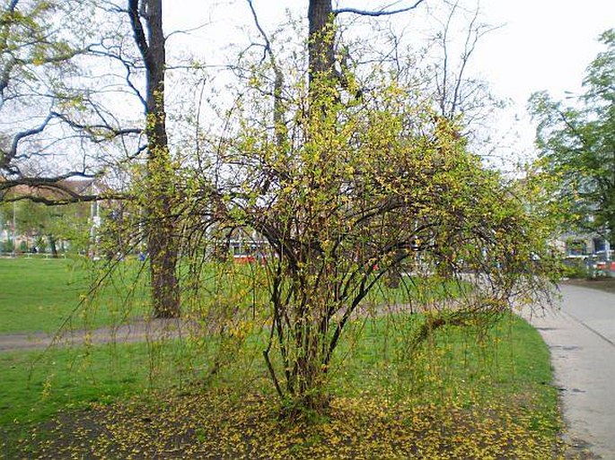 Forsythia suspensa