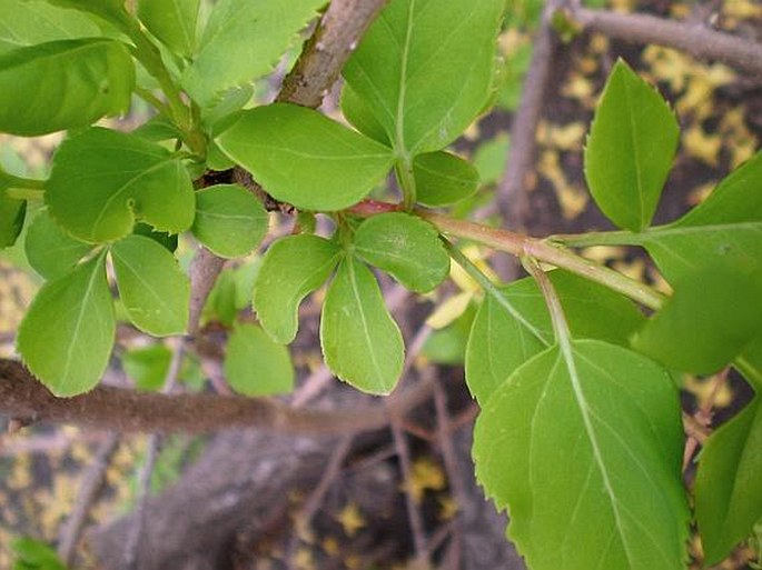 Forsythia suspensa