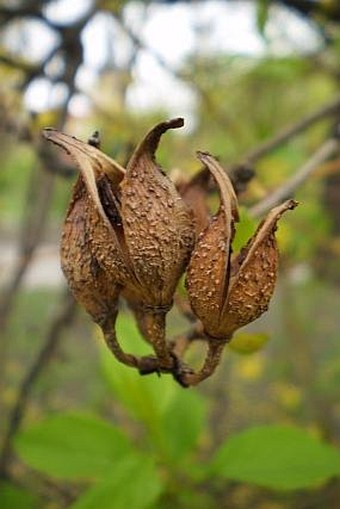 Forsythia suspensa