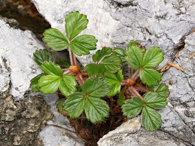 Fragaria chiloensis