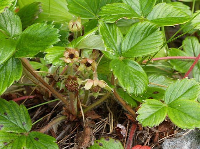 Fragaria chiloensis