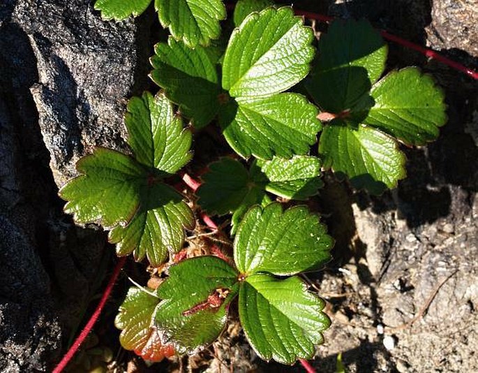 Fragaria chiloensis