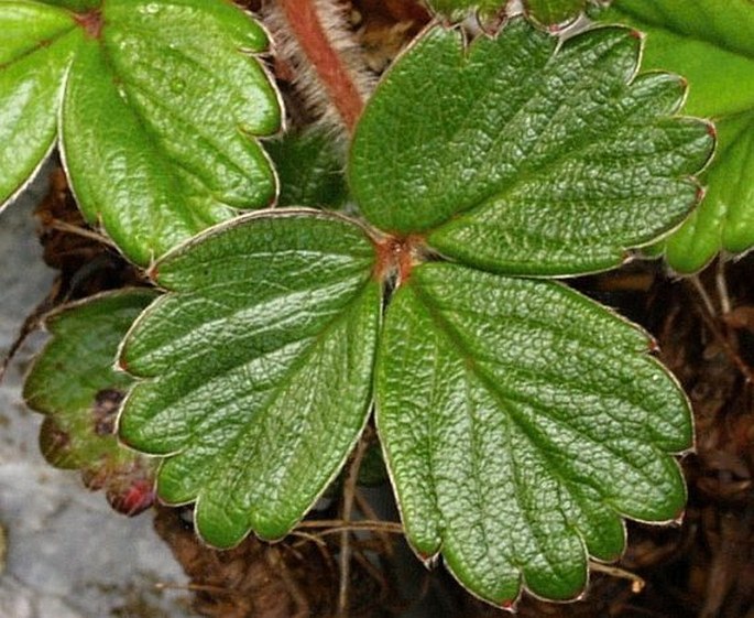 Fragaria chiloensis