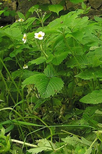 Fragaria moschata