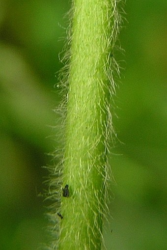 Fragaria moschata