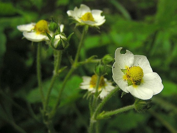 Fragaria moschata