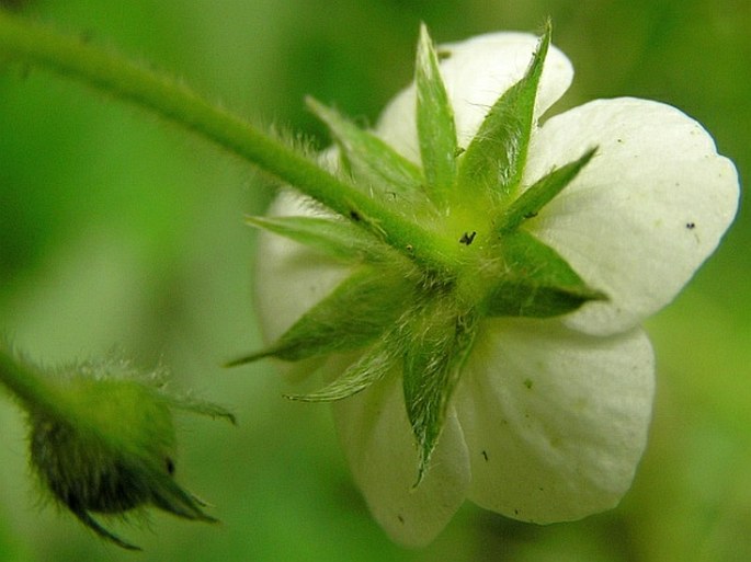 Fragaria moschata