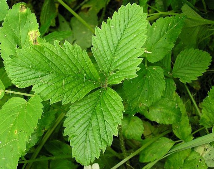 Fragaria moschata