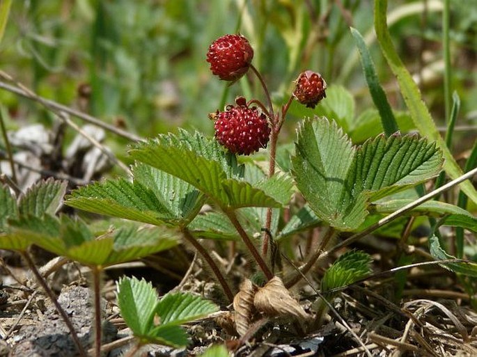 Fragaria viridis