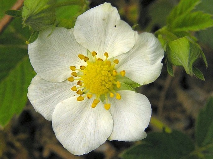 Fragaria viridis