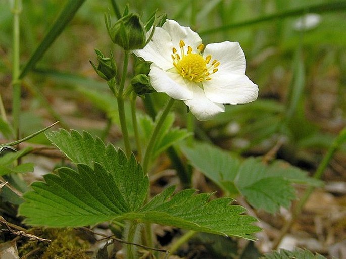 Fragaria viridis