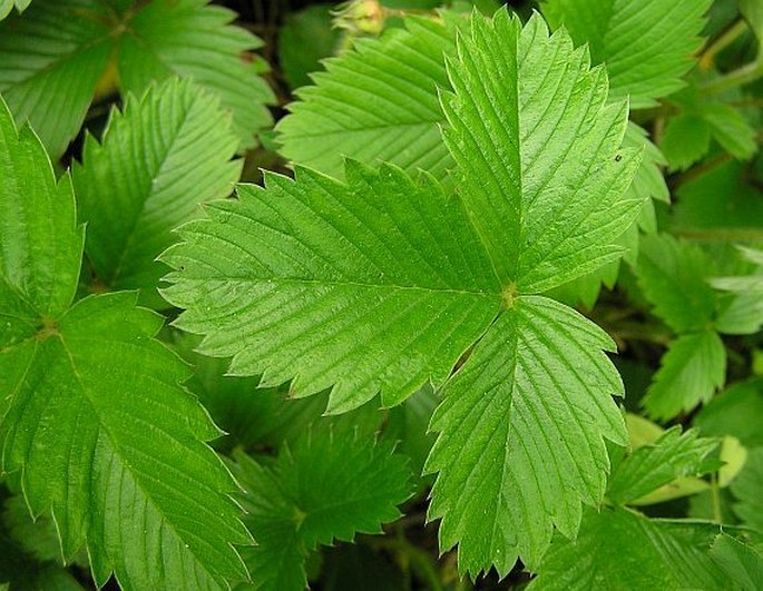 Fragaria viridis