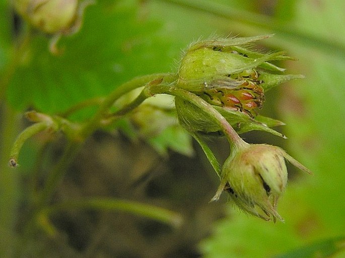 Fragaria viridis