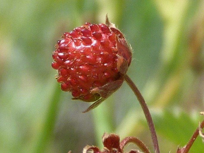 Fragaria viridis