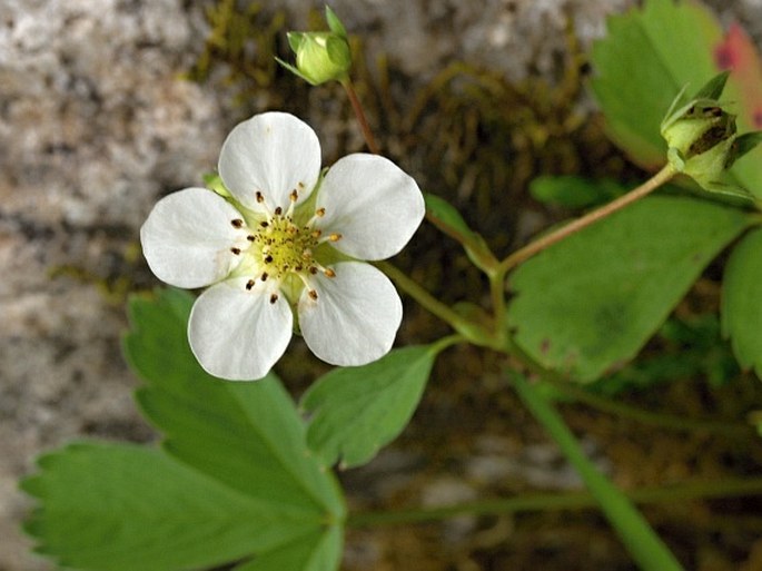 Fragaria virginiana