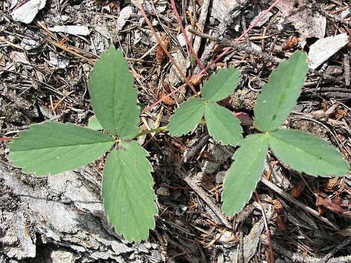 Fragaria virginiana