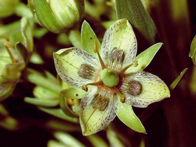 Frasera speciosa