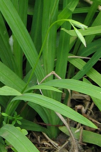 Freesia laxa